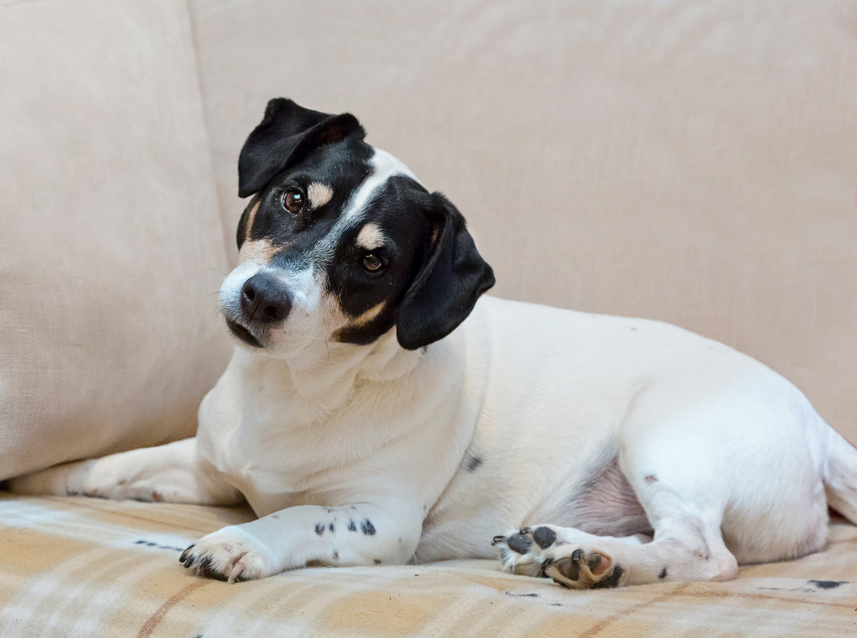 Why Dogs Tilt Their Heads: The Adorable Behavior Explained - Eva Pet