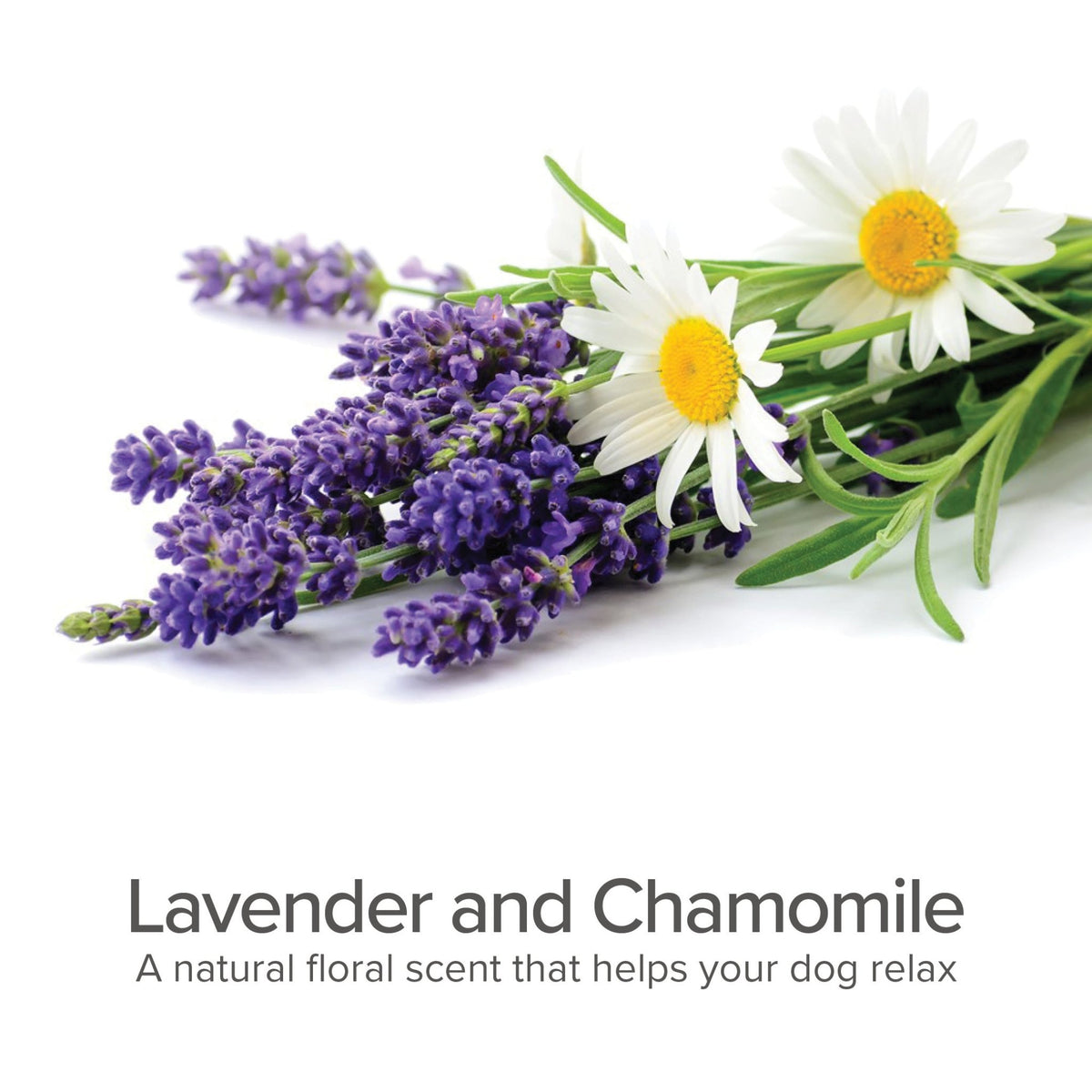 4 - IN - 1 Daily Shampoo & Conditioner (Lavender & Chamomile) - Eva Pet - Pure and Natural Pet