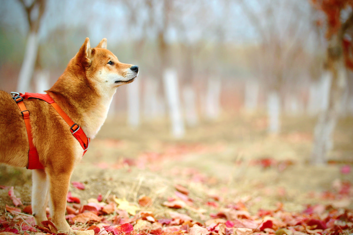 Dog harness leash collar craftsmanship