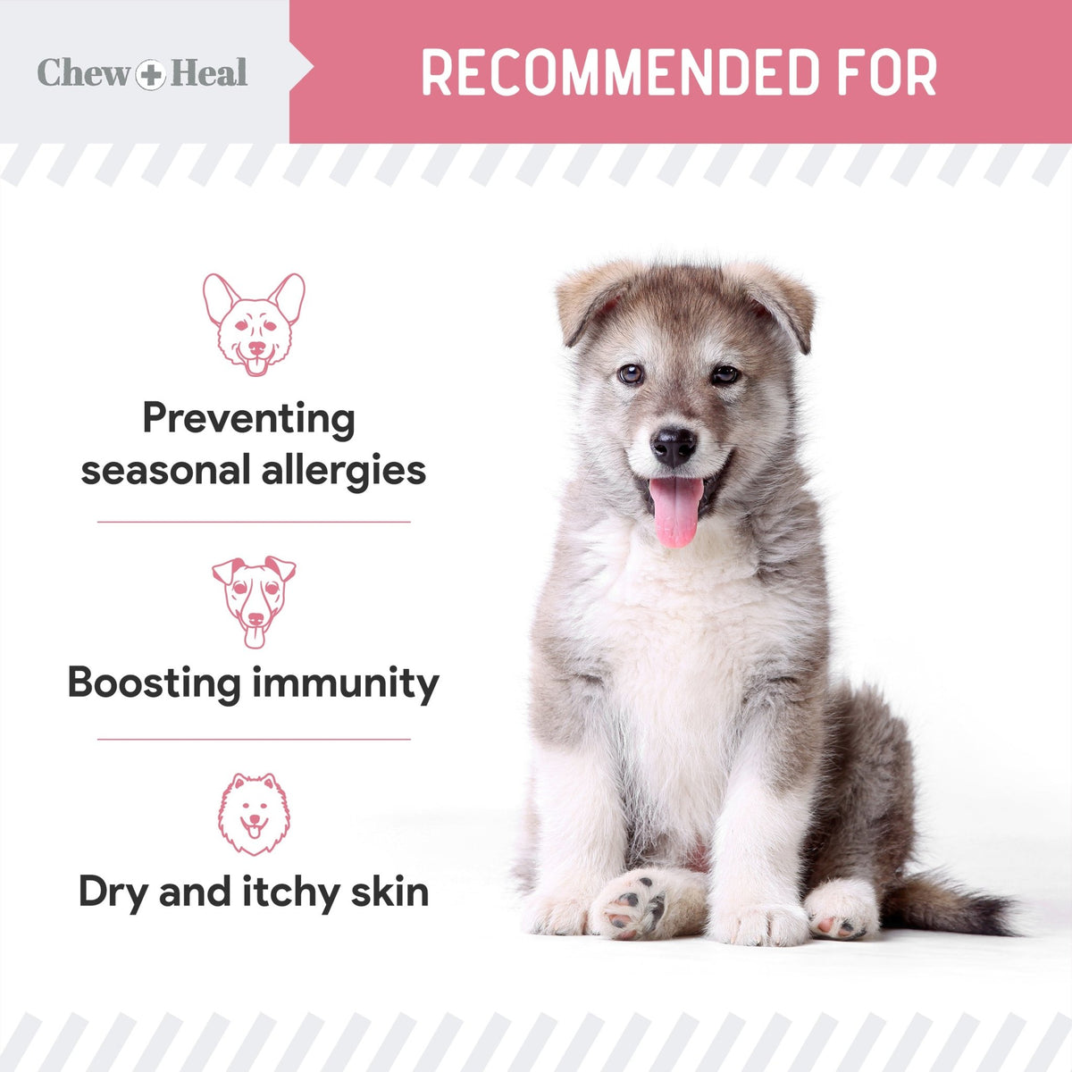Allergy Aid Soft Chew Allergy Supplement for Dogs - Eva Pet - Chew + Heal