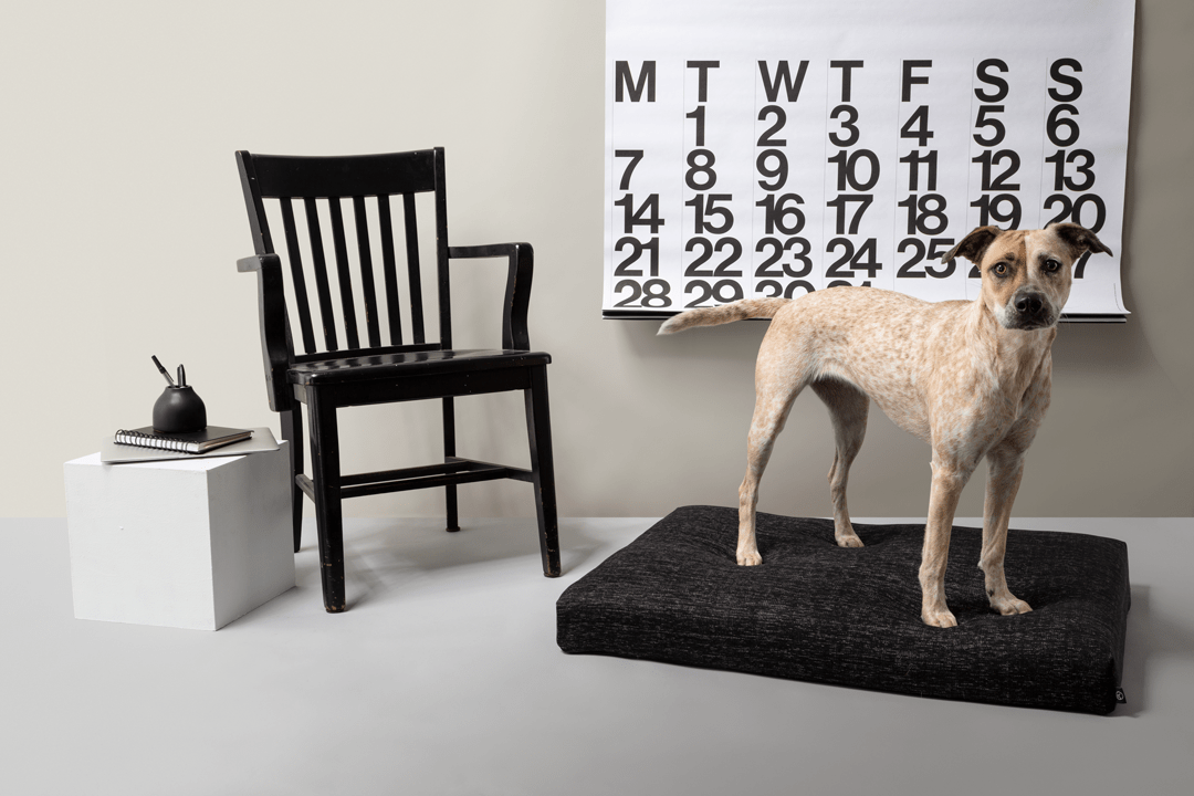 Black Dog Bed | Modern Dog Bed or Bed Cover - Eva Pet - LAY LO™ Pets