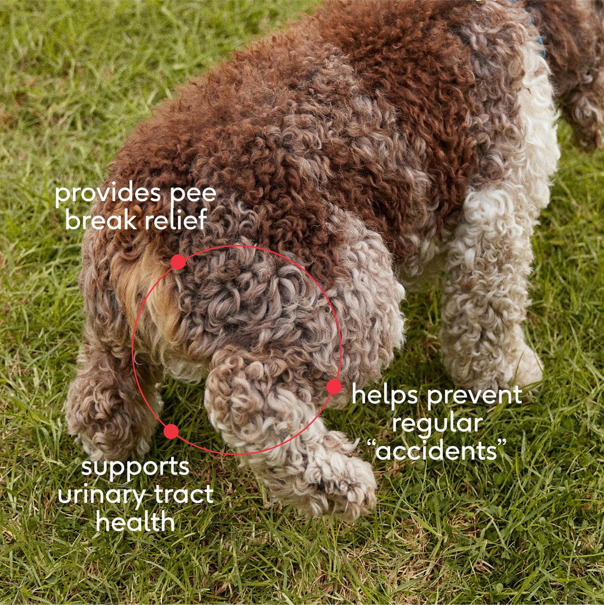 BLADDER CHEWS - Eva Pet - Native Pet