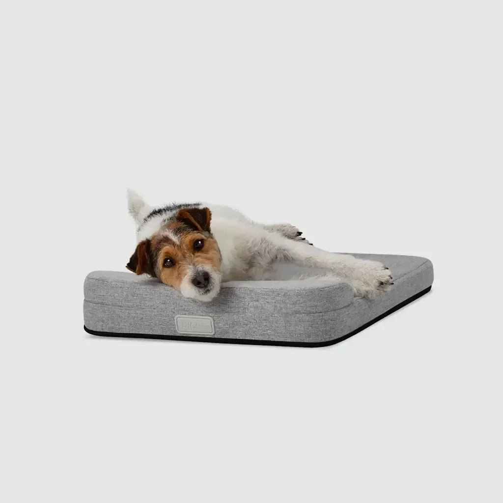 Bolstr Evolv Bed - Eva Pet - Diggs