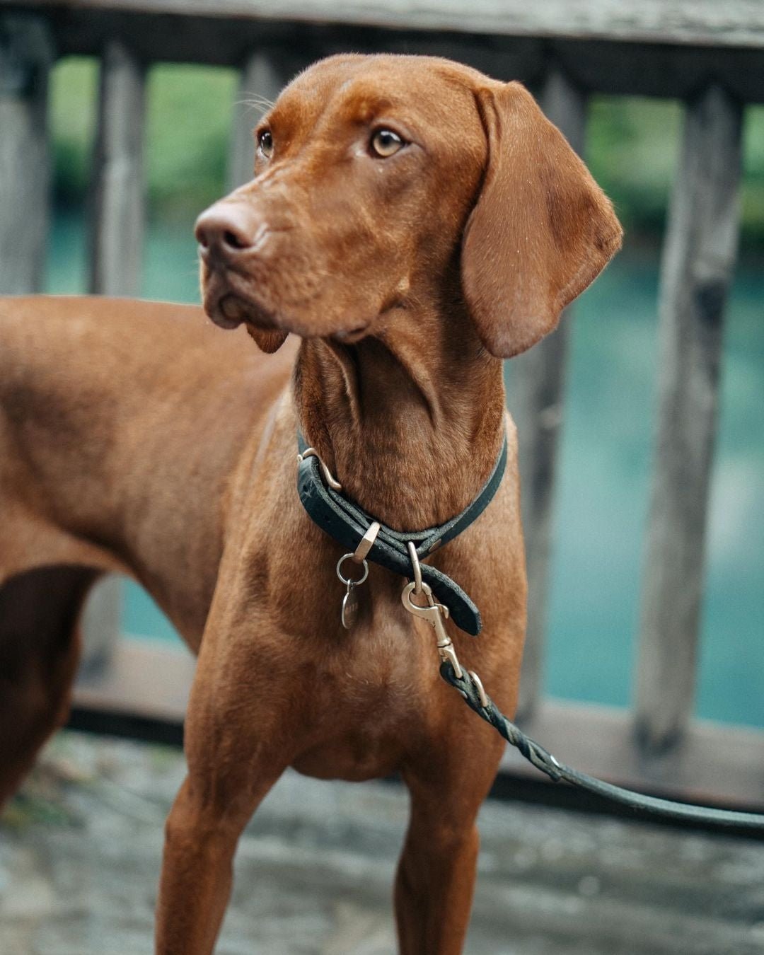 Butter Leather Dog Collar - Forest Green - Eva Pet - mollyandstitchus