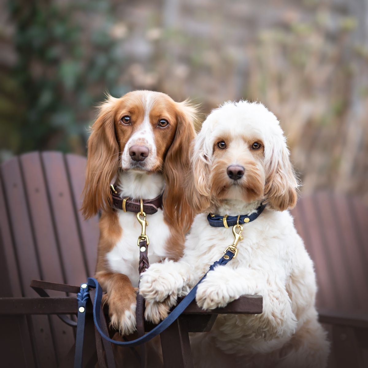 Butter Leather Dog Collar - Navy Blue - Eva Pet - mollyandstitchus