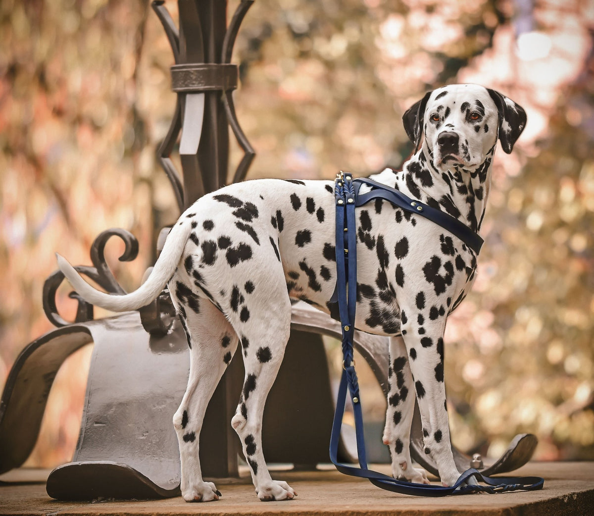 Butter Leather Dog Harness - Navy Blue - Eva Pet - mollyandstitchus