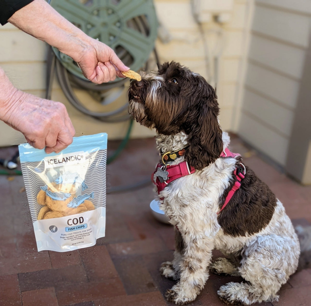 Cod Fish Chips Dog Treats - Eva Pet - Icelandic+