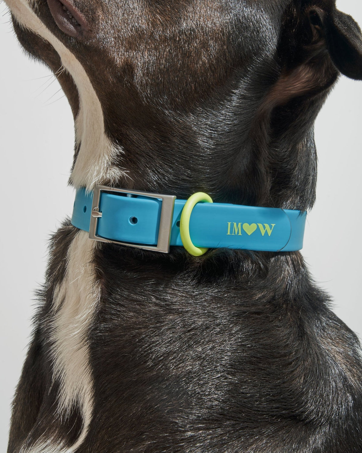 Collar - Eva Pet - Wild One