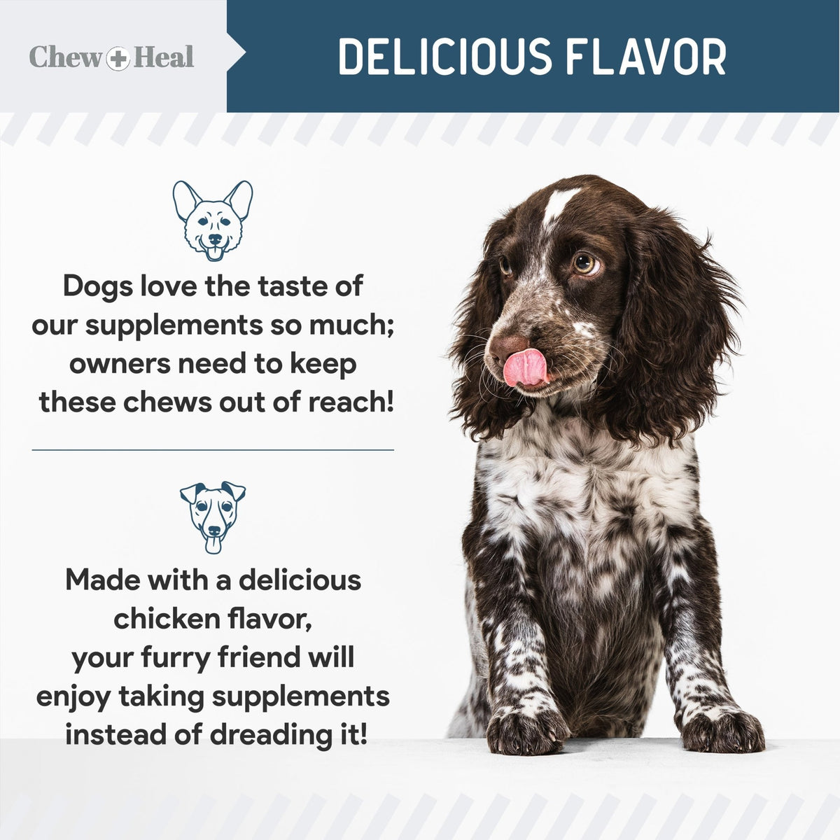 Digestive Enzymes & Probiotics Supplement for Dogs - Eva Pet - Chew + Heal