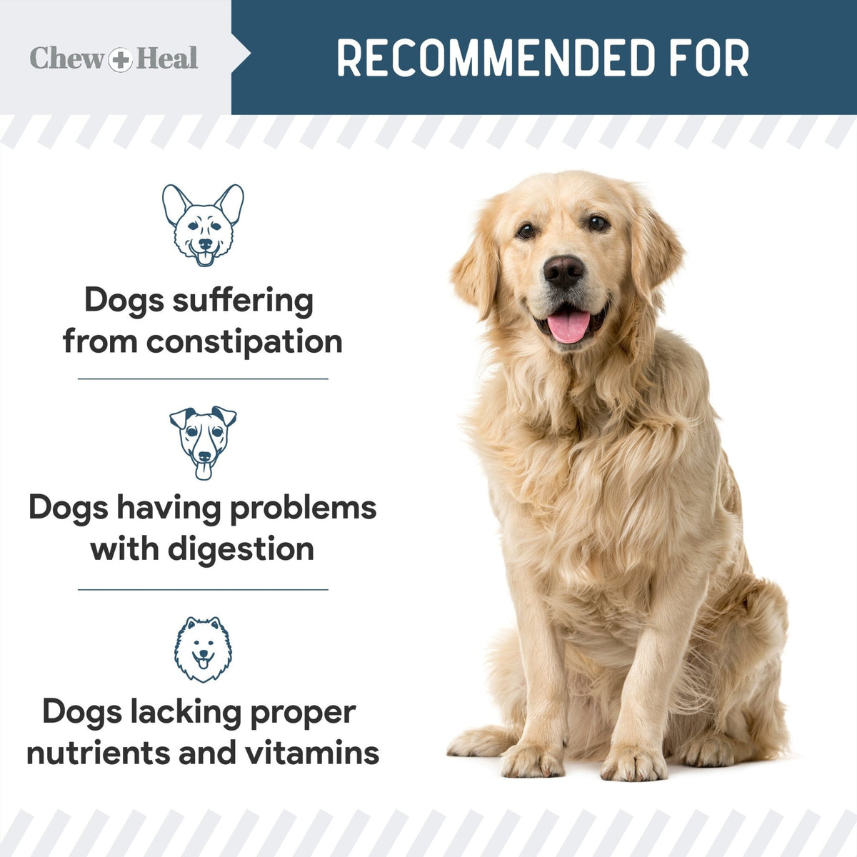 Digestive Enzymes & Probiotics Supplement for Dogs - Eva Pet - Chew + Heal