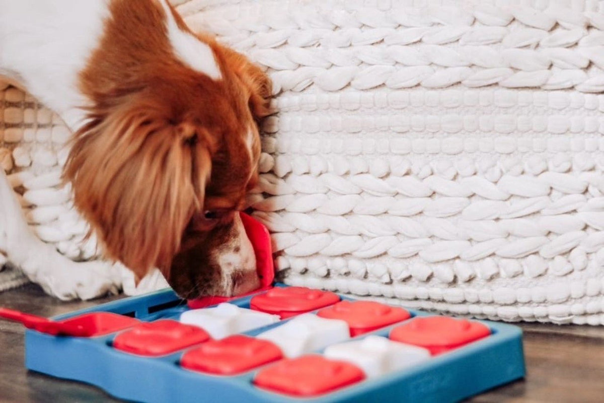 Dog Brick Interactive Treat Puzzle Dog Toy, Blue - Eva Pet - Outward Hound