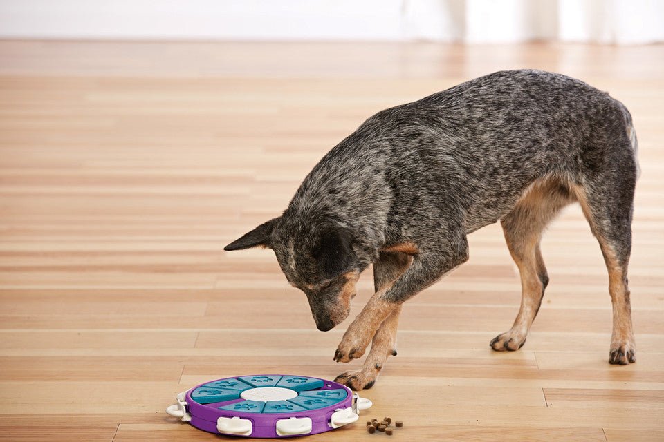 Dog Twister Interactive Treat Puzzle Dog Toy, Purple - Eva Pet - Outward Hound
