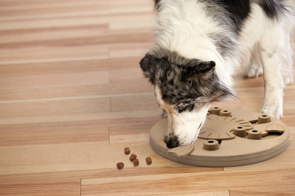 Dog Worker Interactive Treat Puzzle Dog Toy, Tan - Eva Pet - Outward Hound