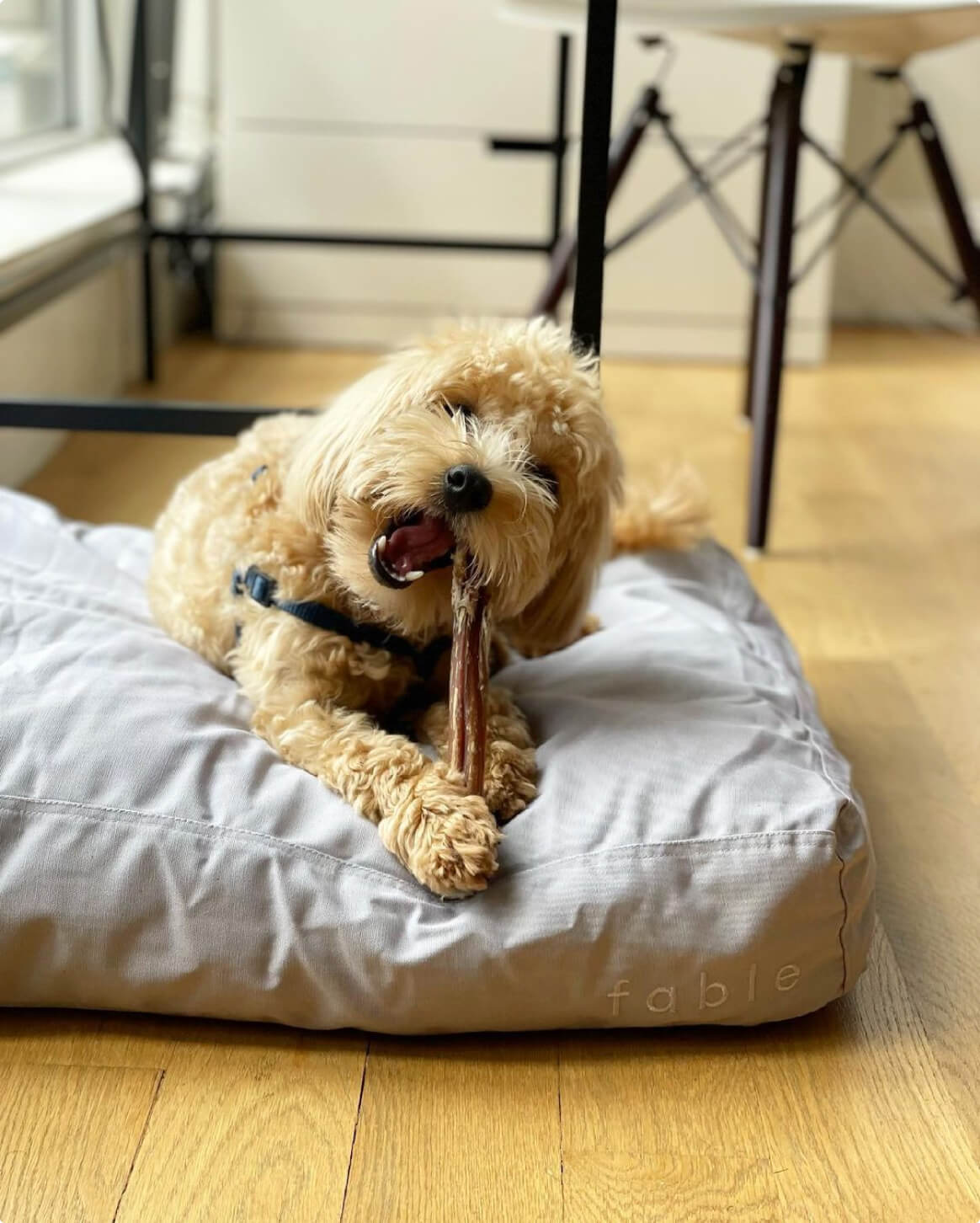 Fable Bed - Eva Pet - Fable Pets