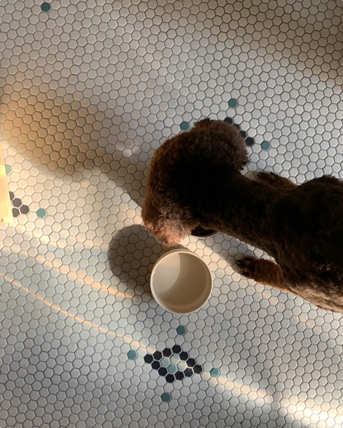 Fable Bowl - Eva Pet - Fable Pets