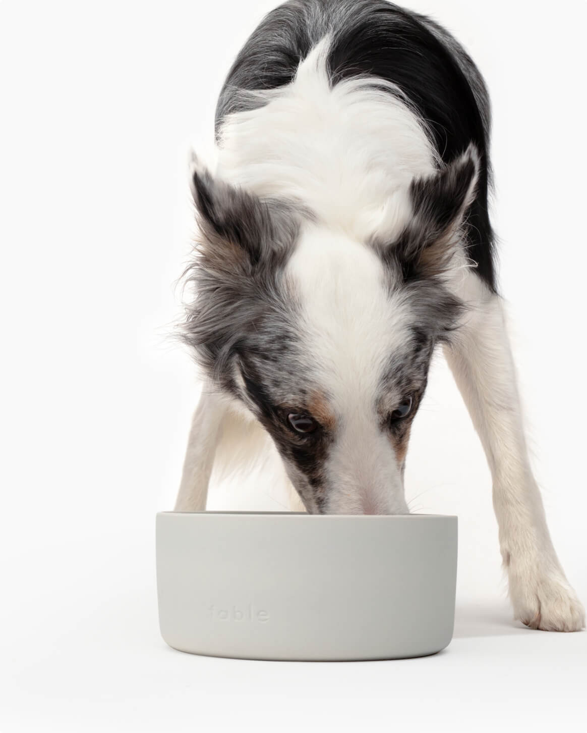 Fable Bowl - Eva Pet - Fable Pets