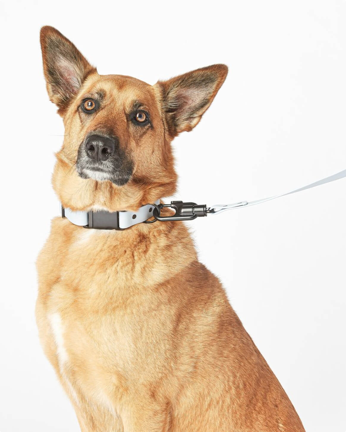 Fable Signature Collar - Eva Pet - Fable Pets
