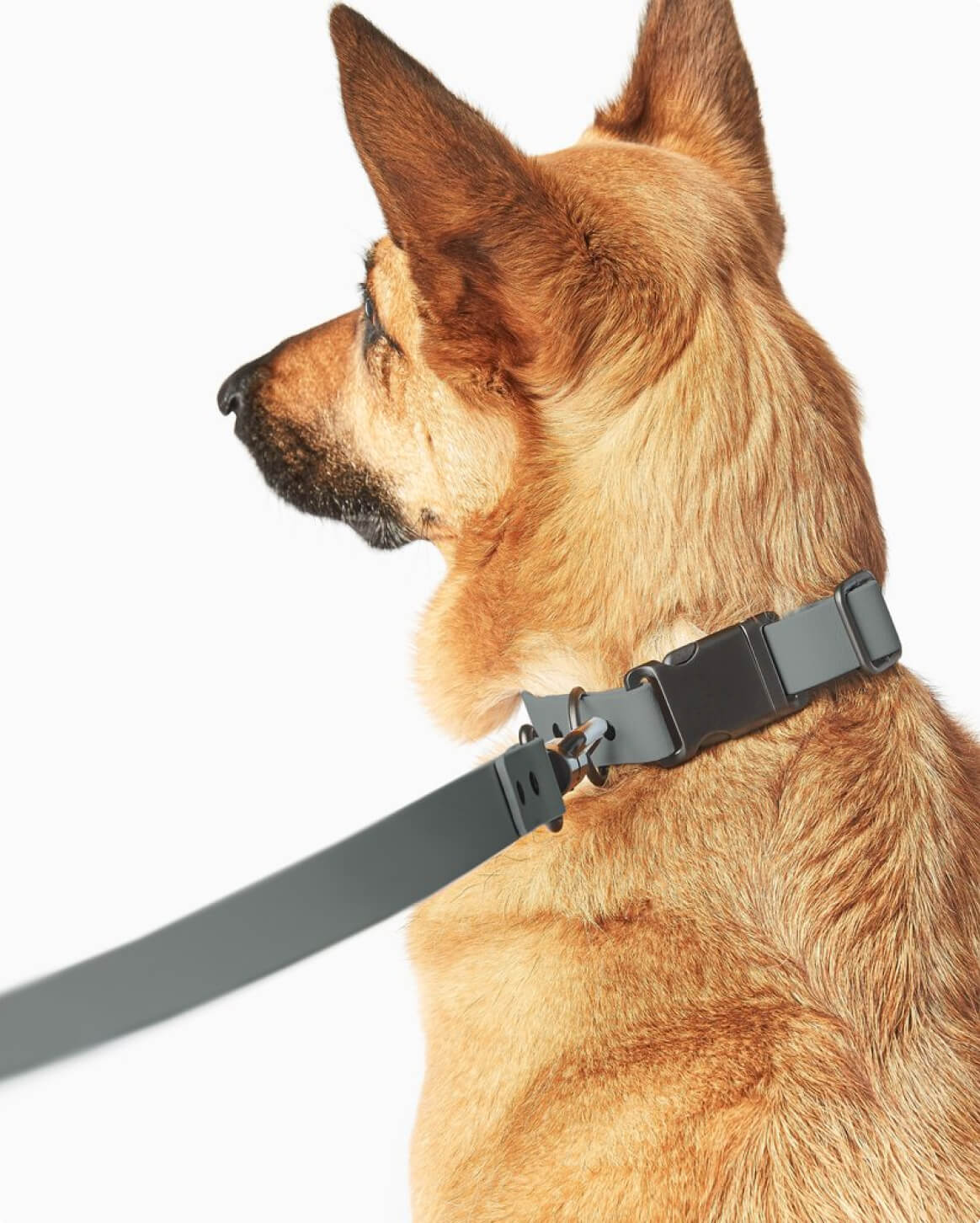 Fable Signature Collar - Eva Pet - Fable Pets