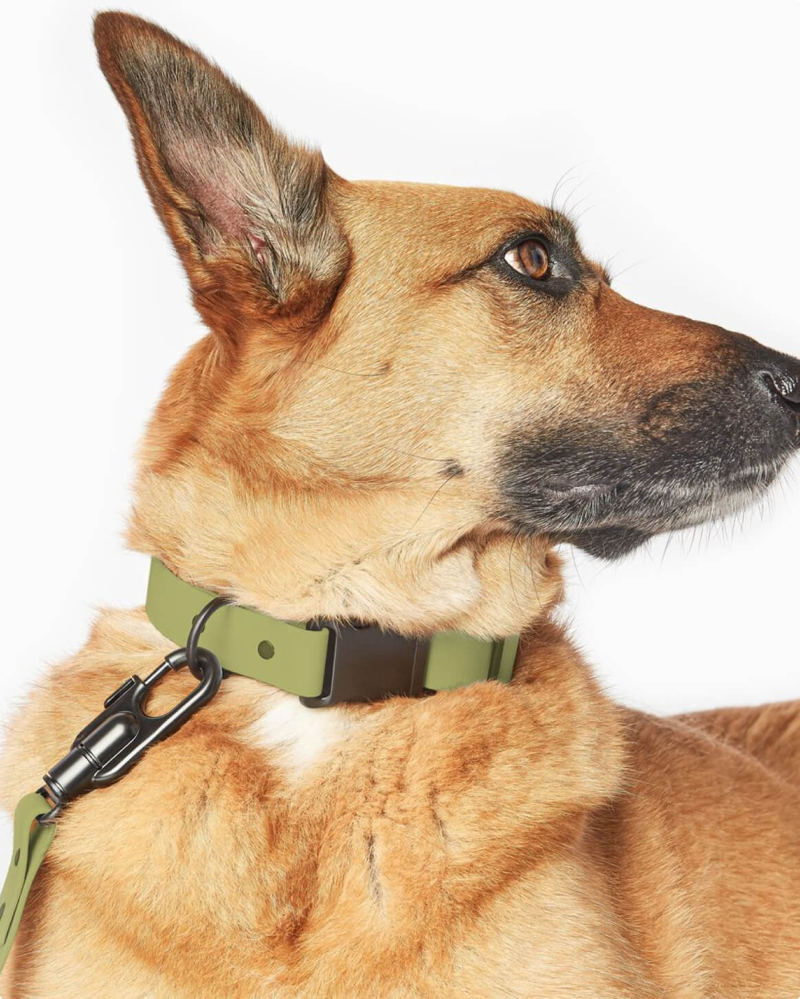 Fable Signature Collar - Eva Pet - Fable Pets