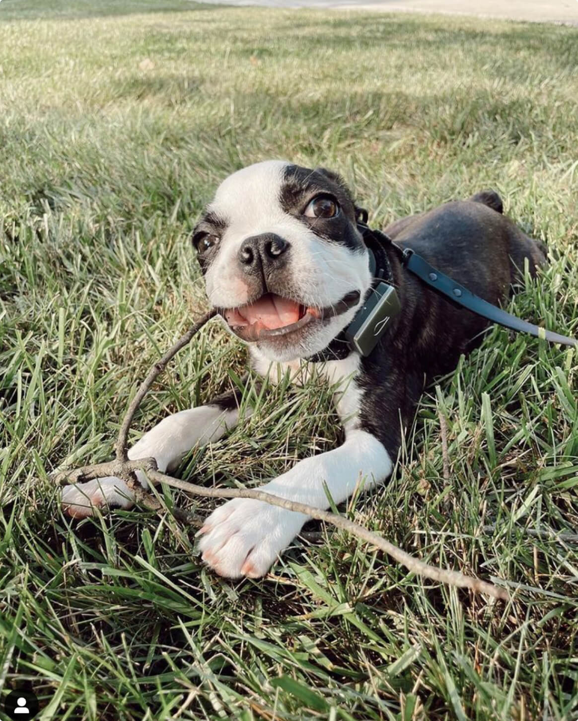 Fable Signature Leash - Eva Pet - Fable Pets