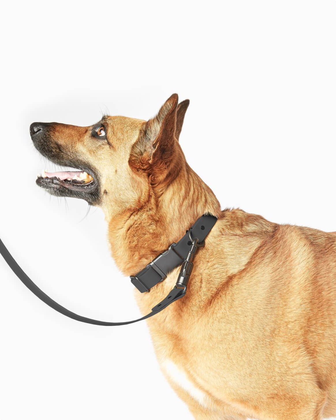 Fable Signature Leash - Eva Pet - Fable Pets