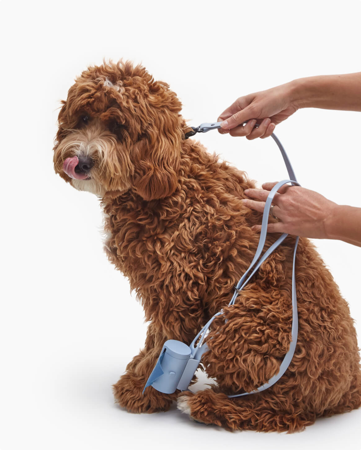 Fable Signature Leash - Eva Pet - Fable Pets