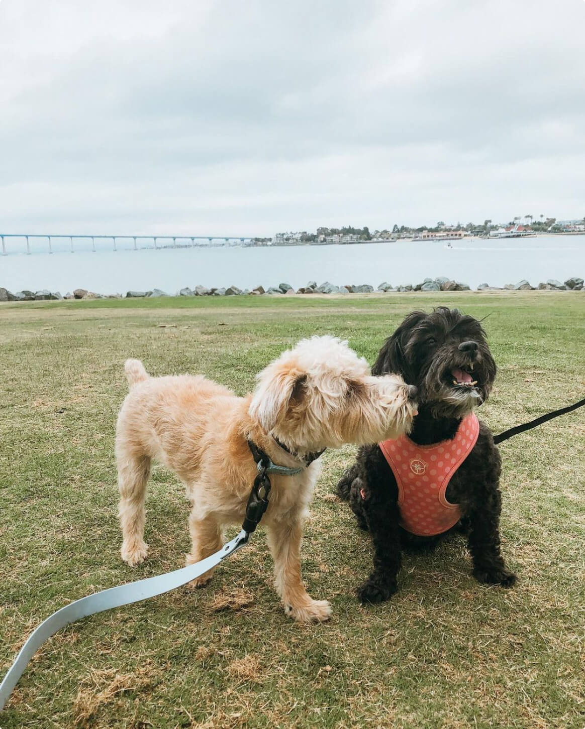 Fable Signature Leash - Eva Pet - Fable Pets