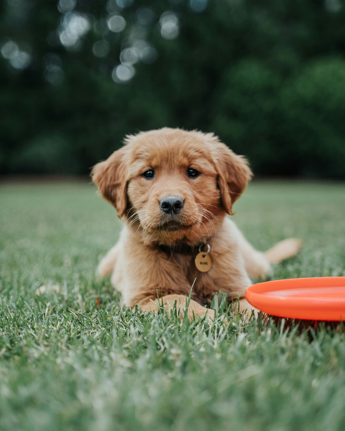 golden retriever puppy with frisbee