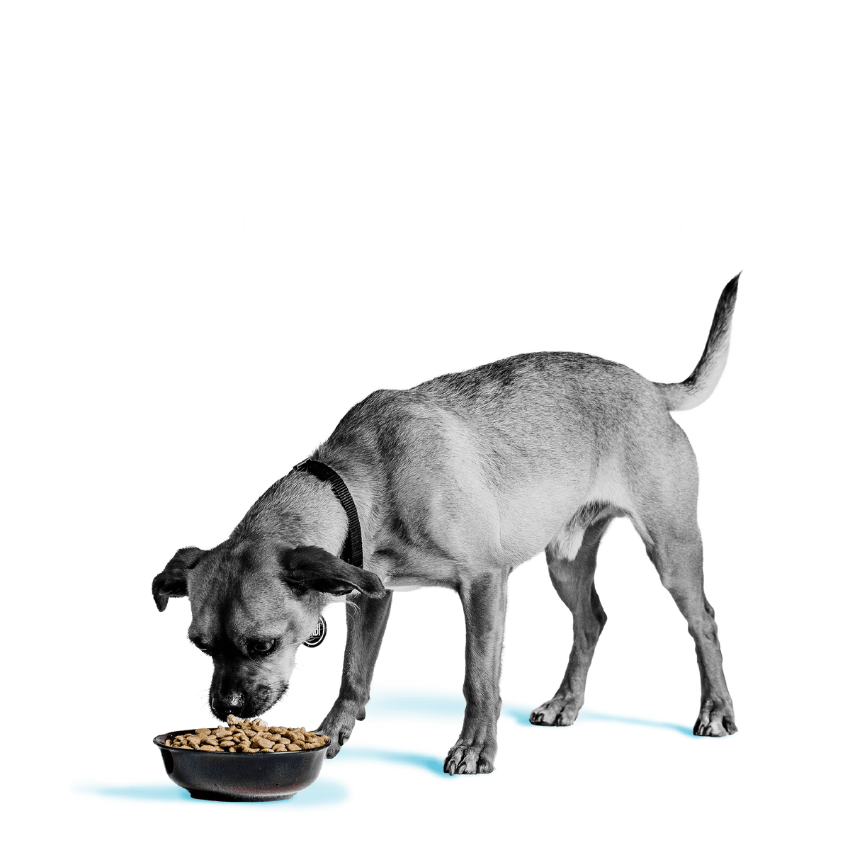 Liberty® Dry Food for Dogs – Game Bird Feast - Eva Pet - Bixbi