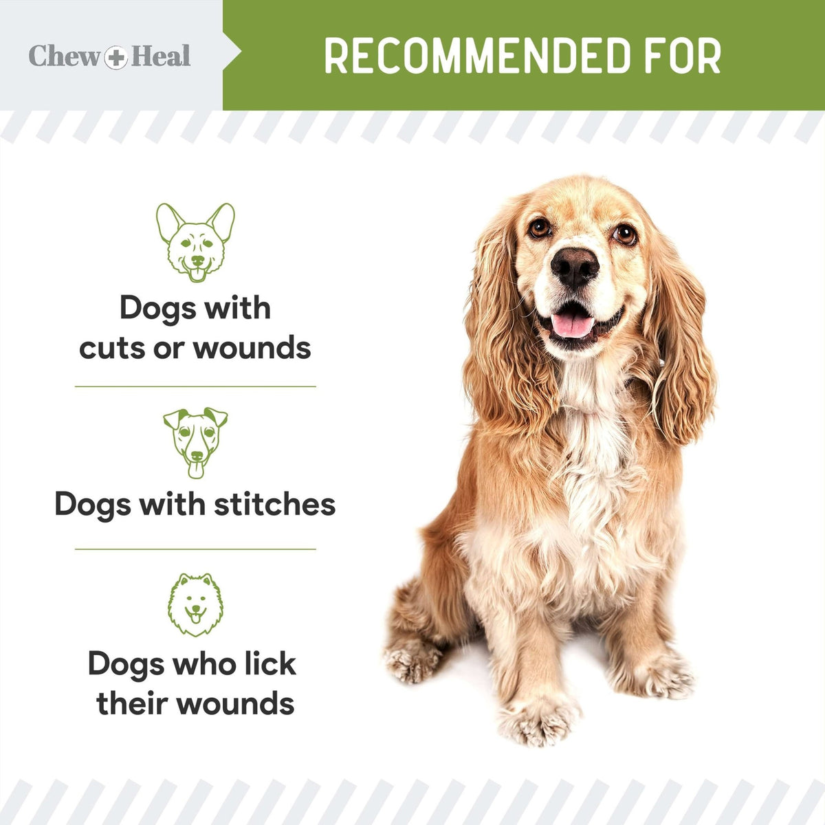 Liquid Bandage for Dogs - Eva Pet - Chew + Heal