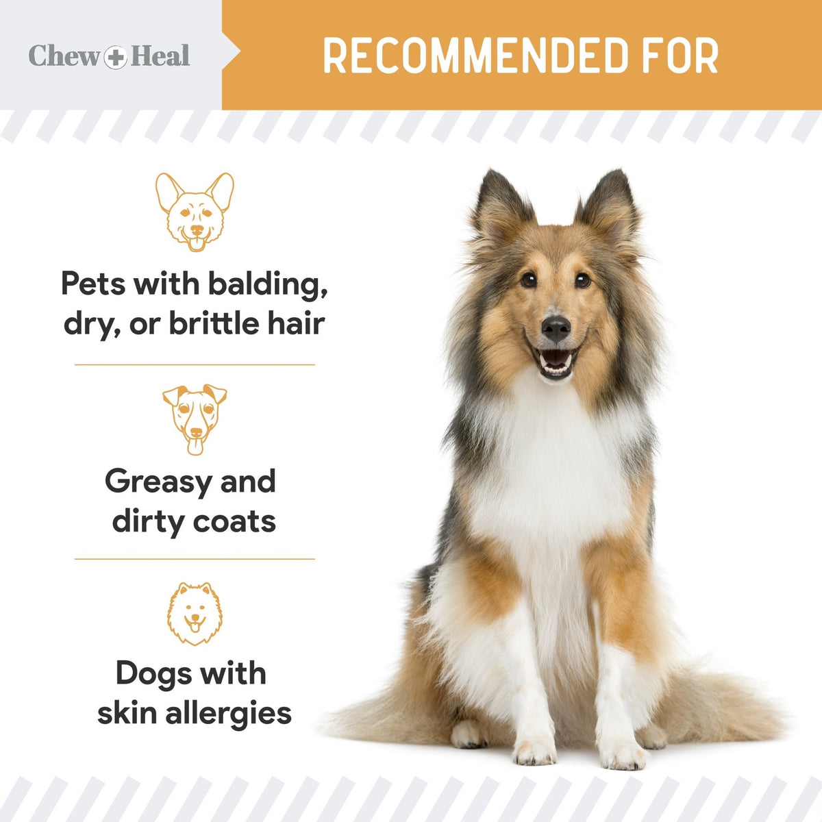 Omega Skin + Coat Dog Supplement - Eva Pet - Chew + Heal