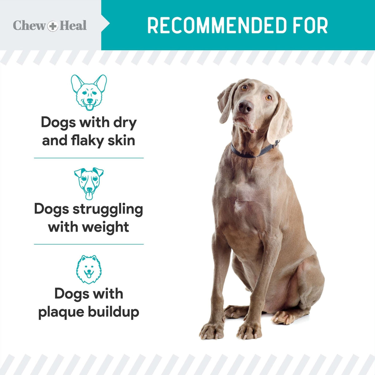 Organic Kelp Marine Superfood Granules Dental Supplement for Dogs - Eva Pet - Chew + Heal