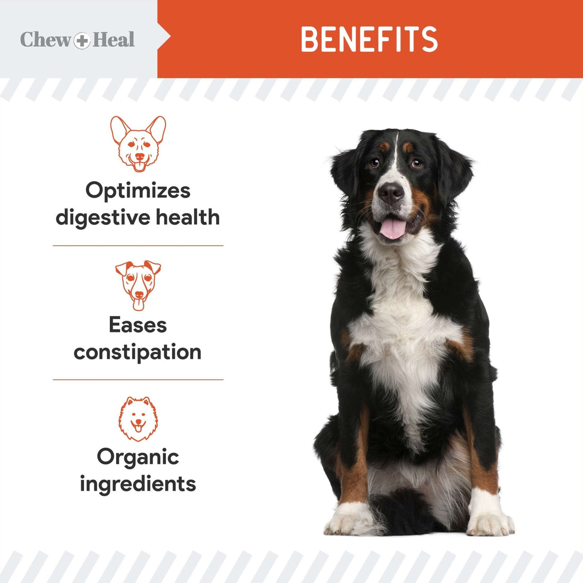 Organic Pumpkin Digestive Defense Superfood Blend Powder Digestive Aid Supplement for Dogs - Eva Pet - Chew + Heal