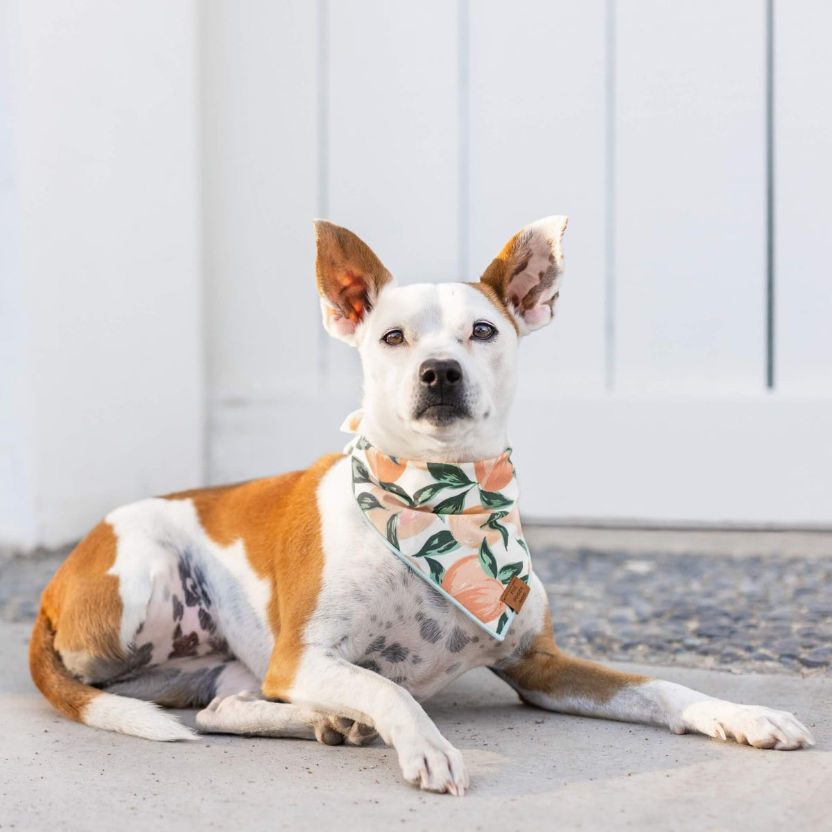 Peaches and Cream Dog Bandana - Eva Pet - The Foggy Dog