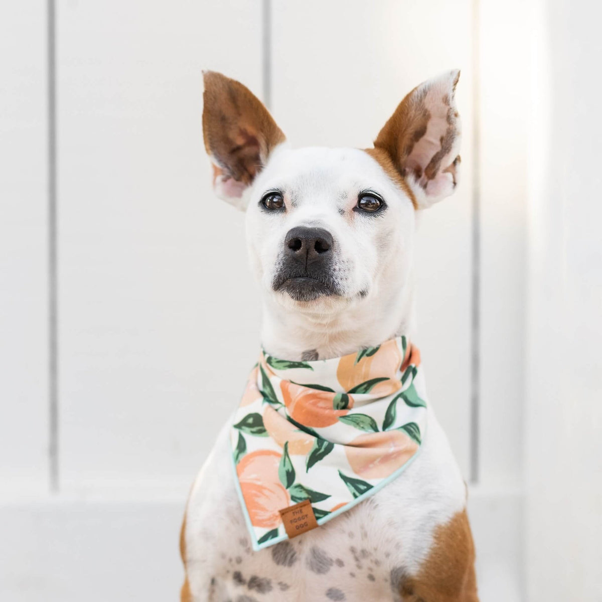 Peaches and Cream Dog Bandana - Eva Pet - The Foggy Dog