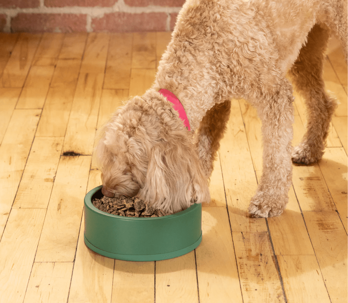 Pollock & Lamb Air Dried Recipe for Dogs - Eva Pet - Open Farm