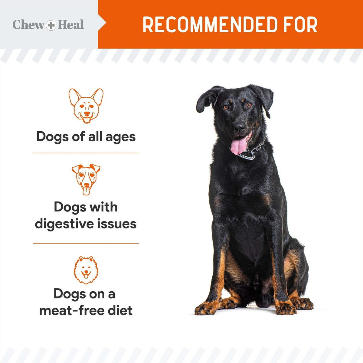 Pumpkin & Prebiotic Fiber Crunchy Biscuit Dog Treats - Eva Pet - Chew + Heal