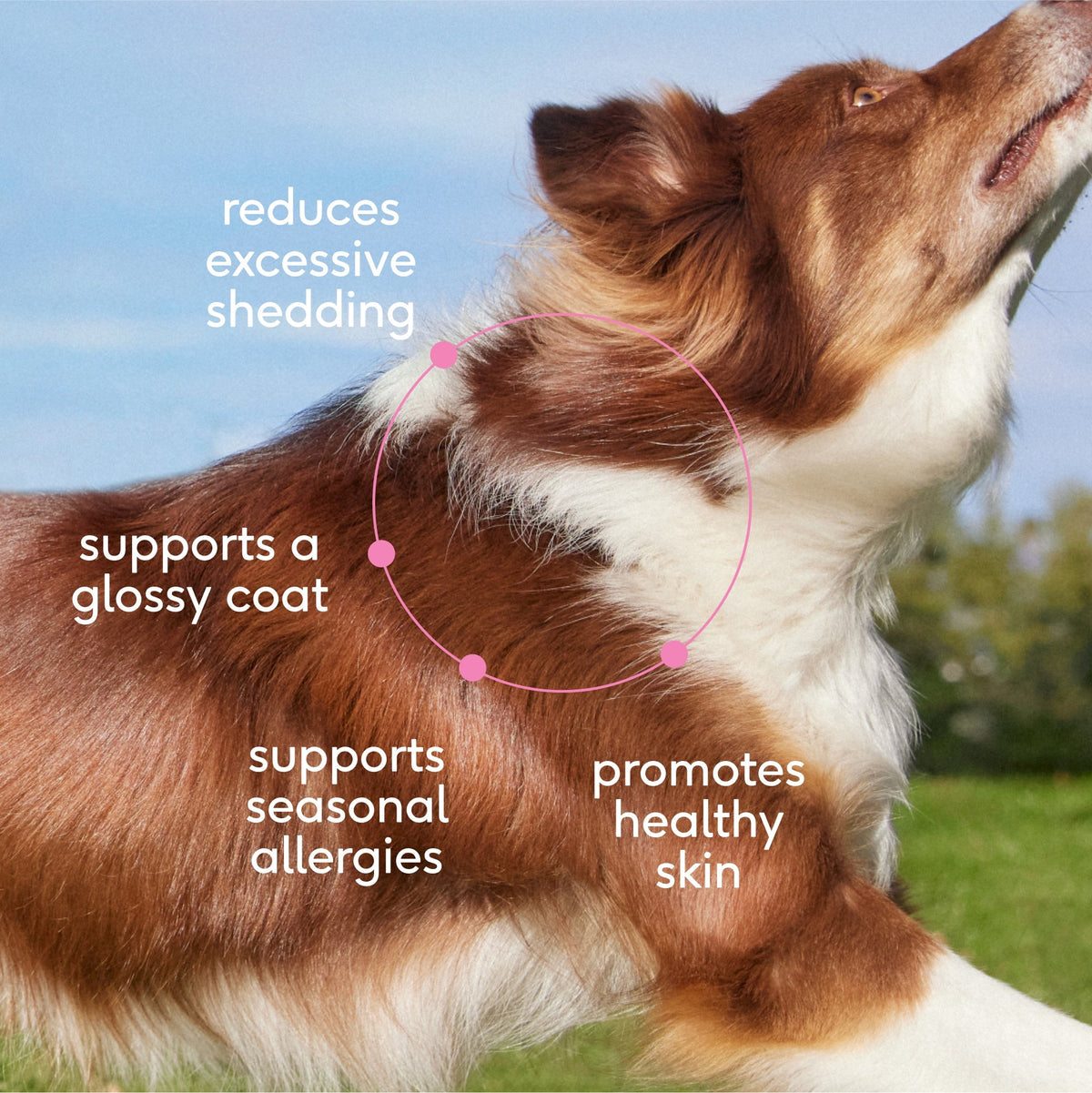 SKIN+COAT CHEWS - Eva Pet - Native Pet