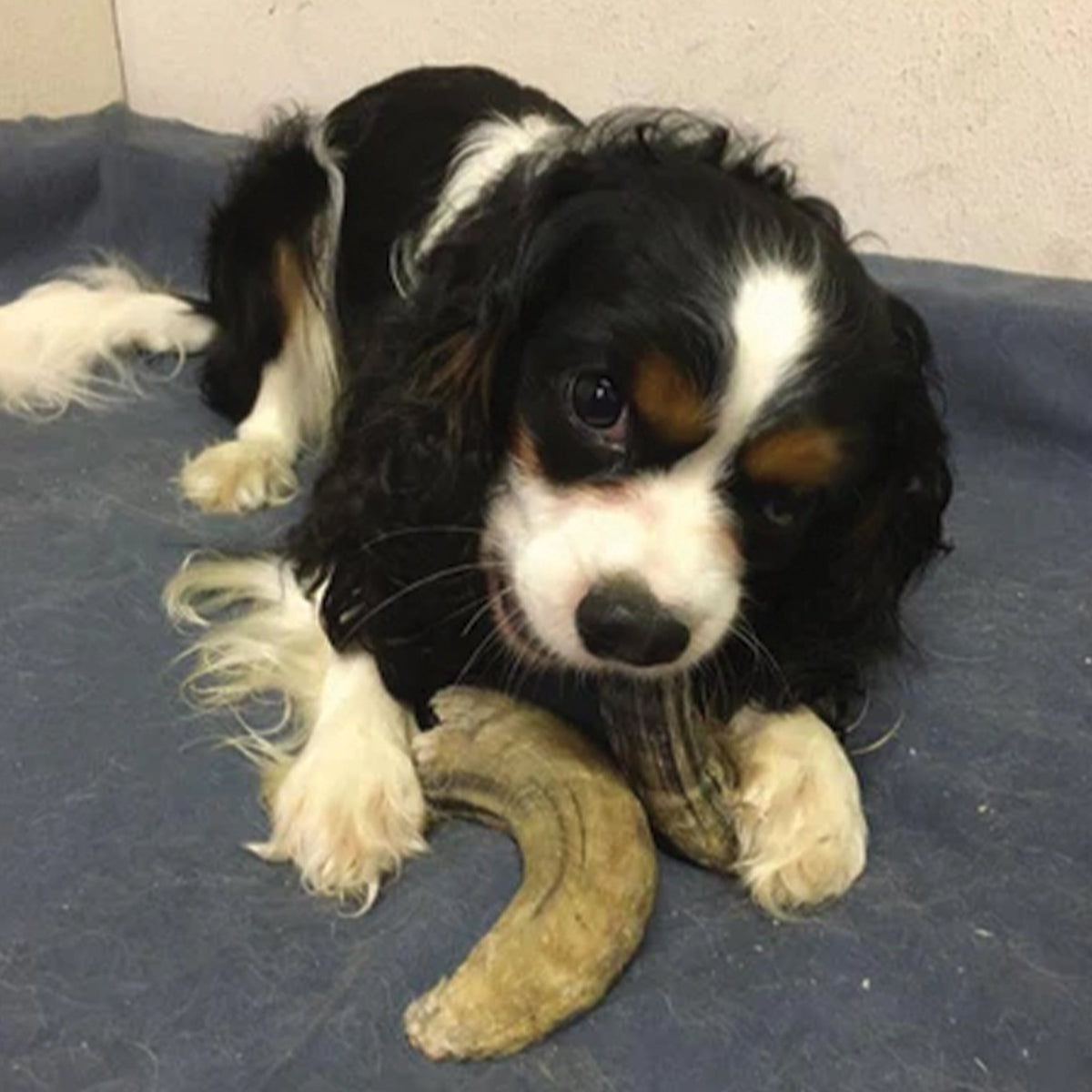 Small Lamb Horn with Marrow Dog Chew - Eva Pet - Icelandic+