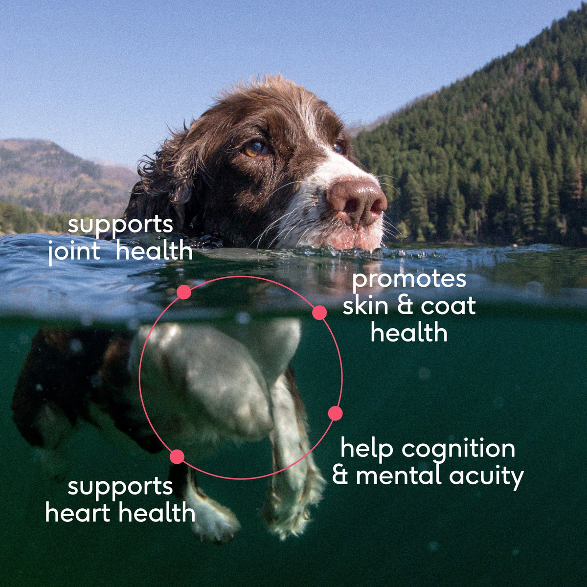 SOCKEYE SALMON OIL - Eva Pet - Native Pet