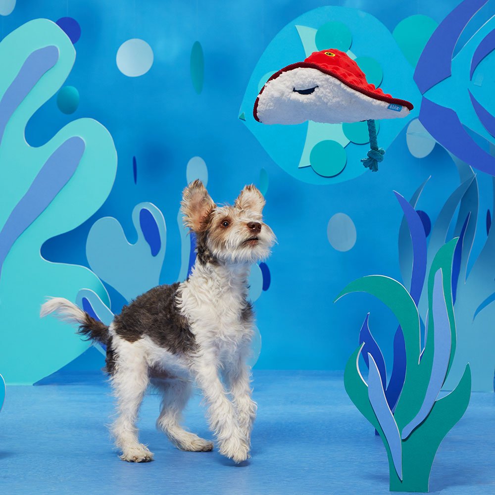 Sting Crosby the Ray Toy - Eva Pet - BARK