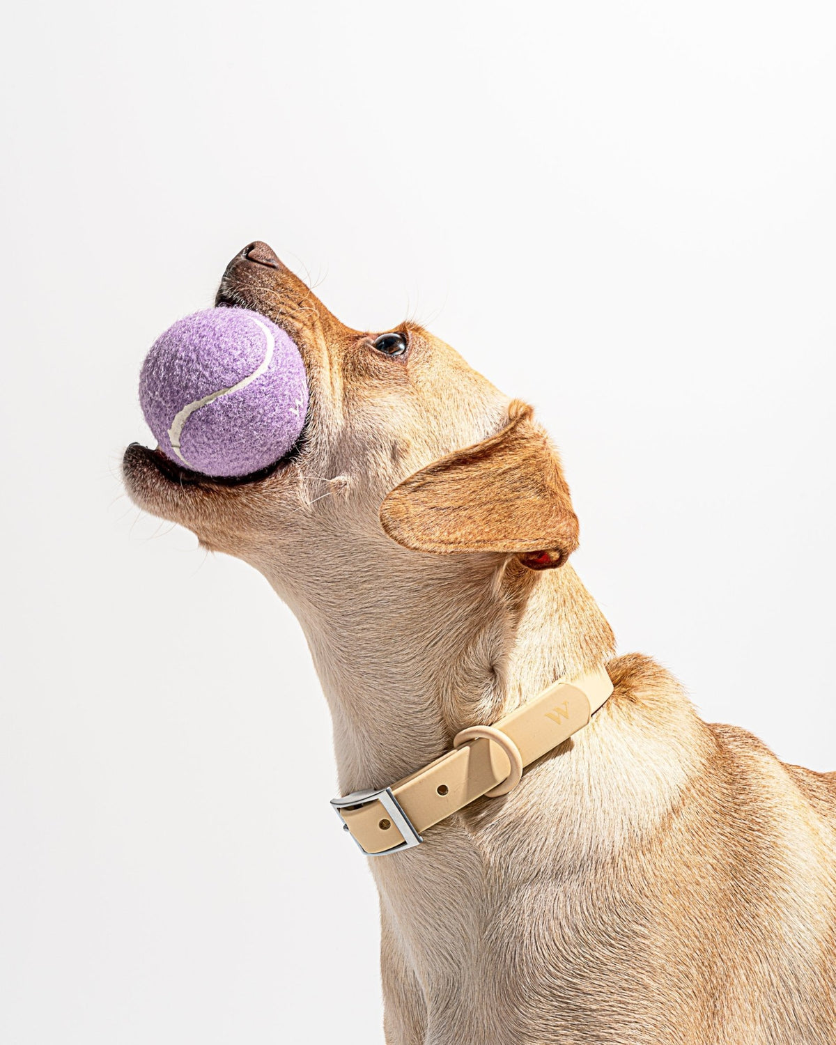 Tennis Balls - Eva Pet - Wild One