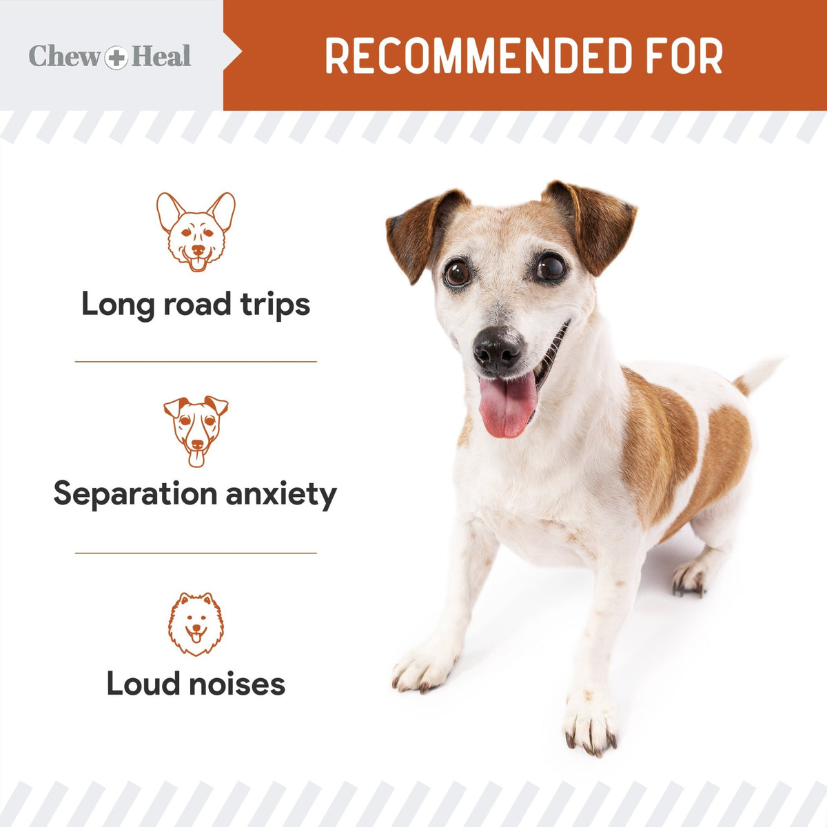 Travel - Sized Anxiety & Stress Chews Supplement for Dogs - Eva Pet - Chew + Heal