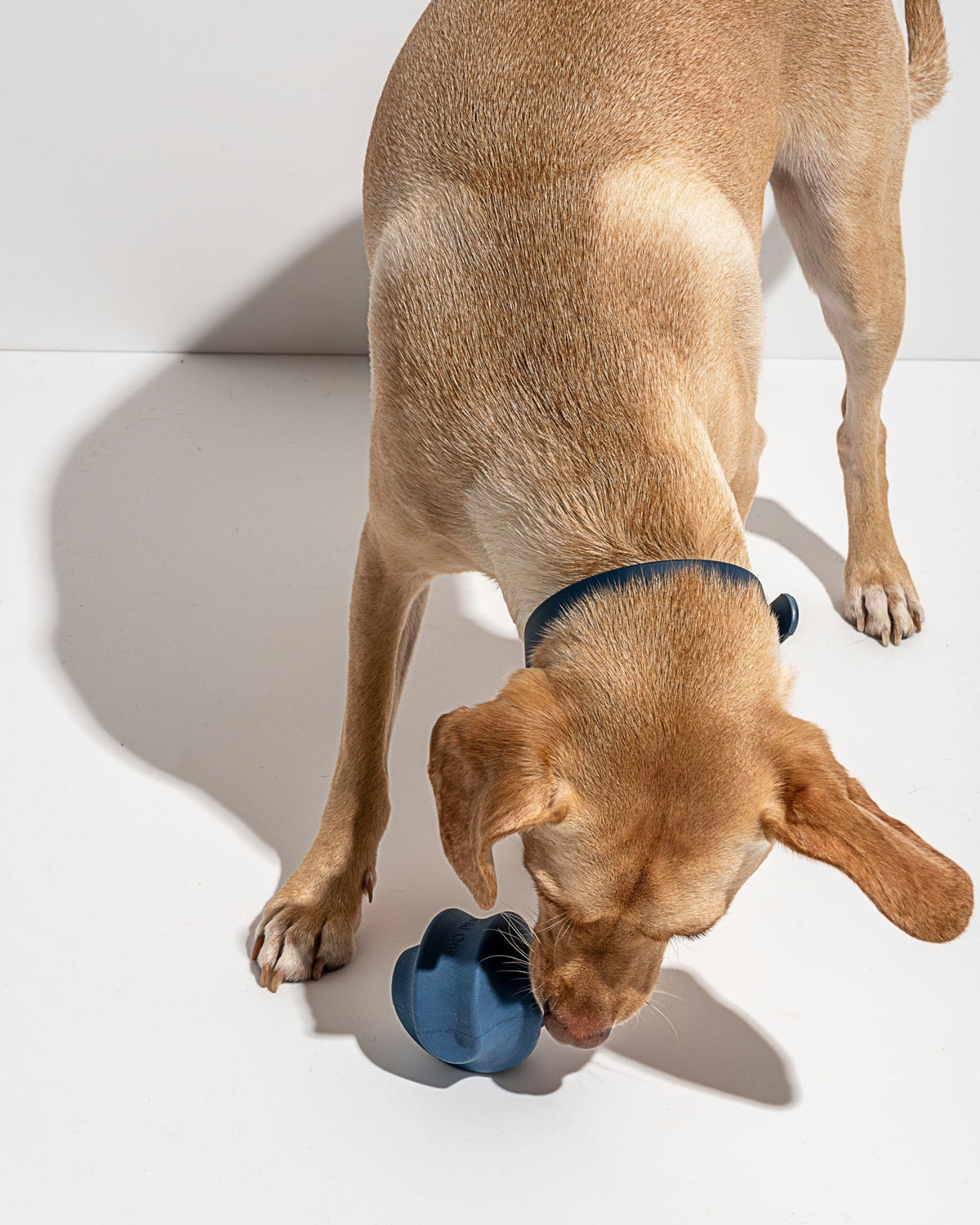 Twist Toss - Eva Pet - Wild One