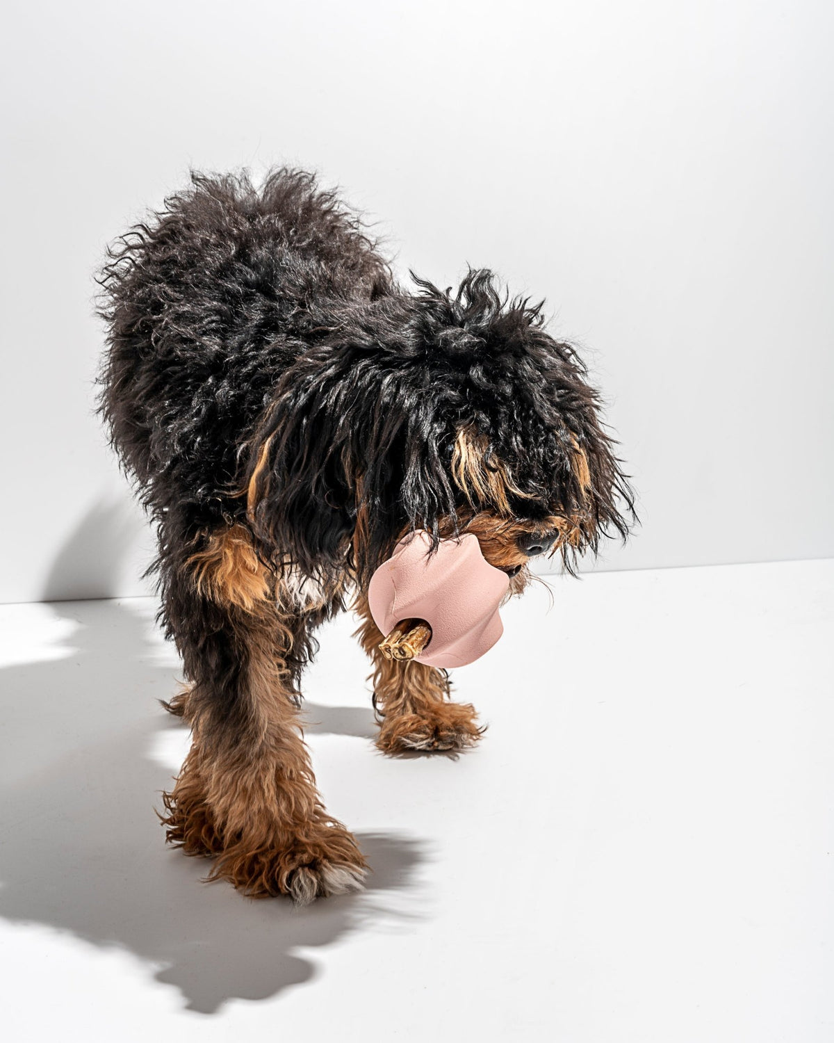 Twist Toss - Eva Pet - Wild One