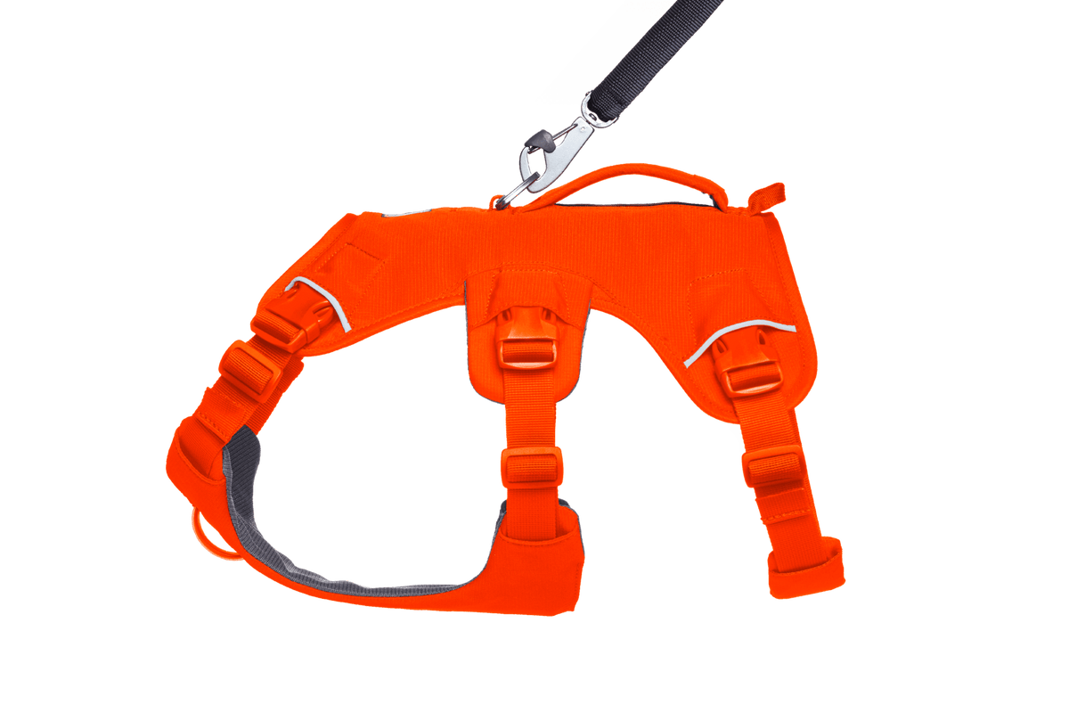 Web Master™ Dog Harness with Handle - Eva Pet - Ruff Wear Inc.