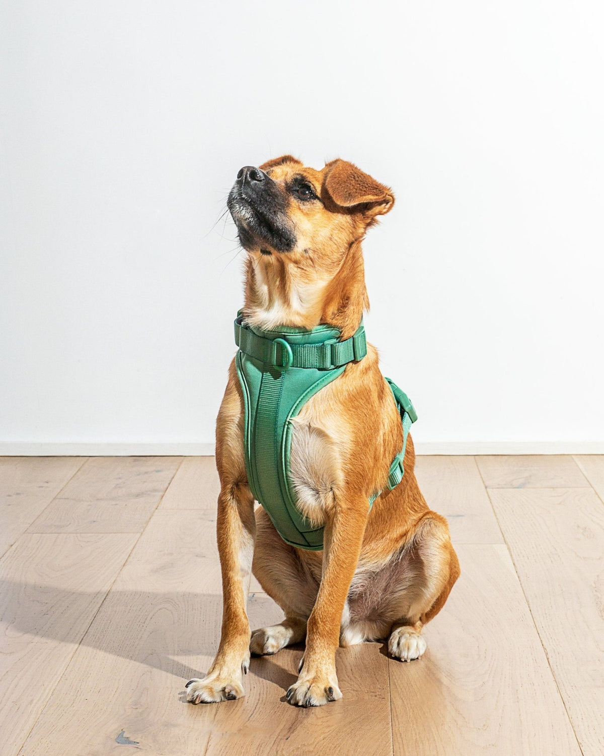 Wild One Dog Harness - Eva Pet - Wild One