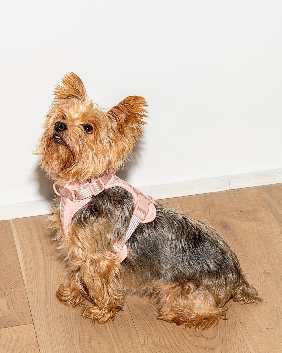 Wild One Dog Harness - Eva Pet - Wild One