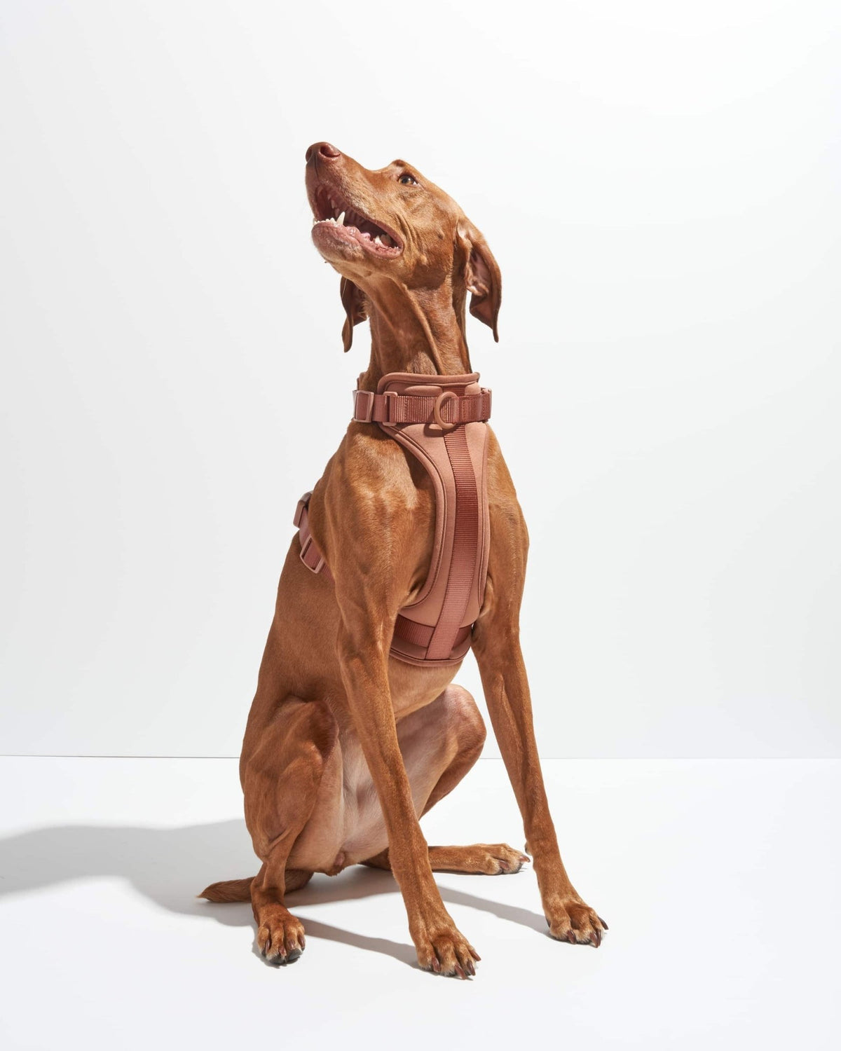 Wild One Dog Harness - Eva Pet - Wild One