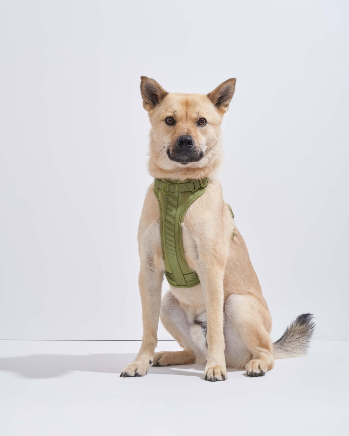 Wild One Dog Harness - Eva Pet - Wild One